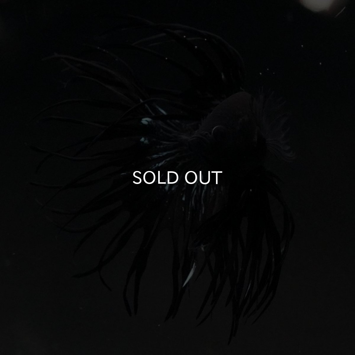 画像4: CT キングクラウン ブラックカッパー (4)