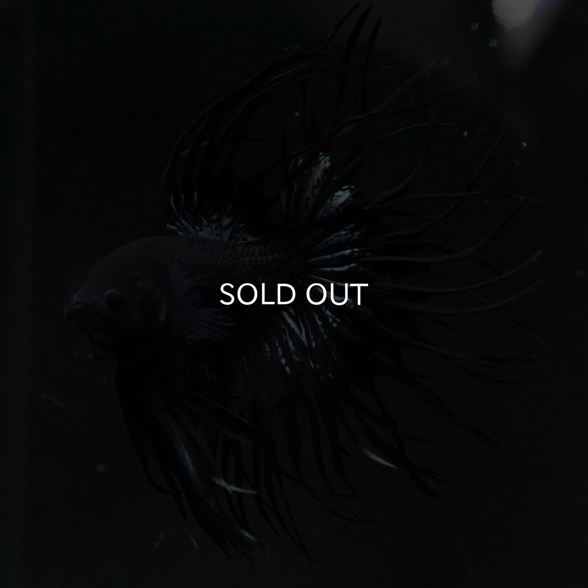 画像11: CT キングクラウン ブラックカッパー (11)