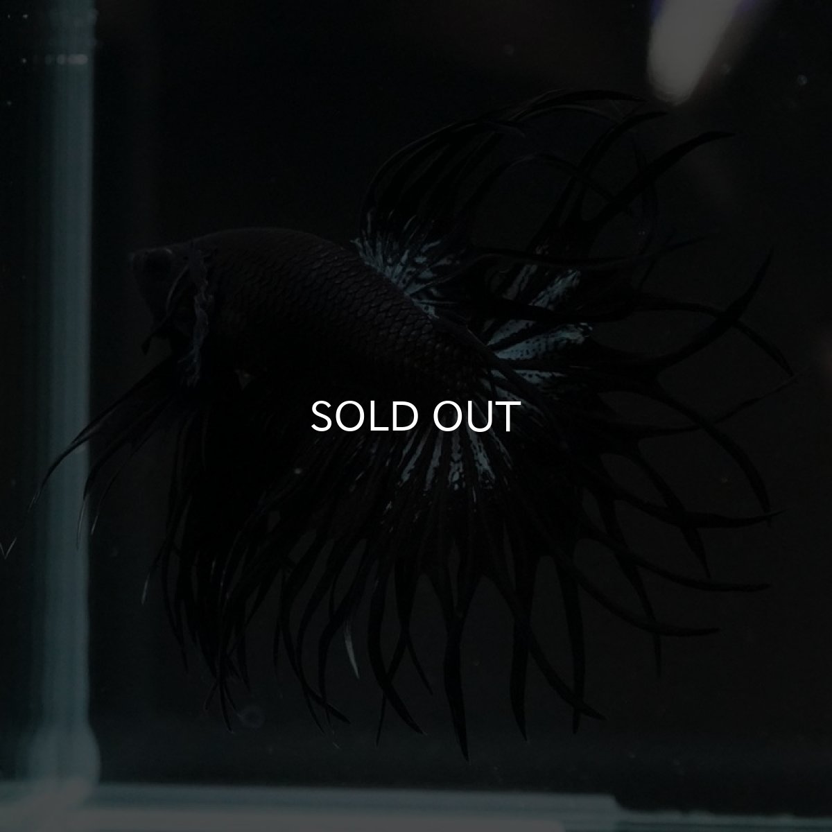 画像10: CT キングクラウン ブラックカッパー (10)