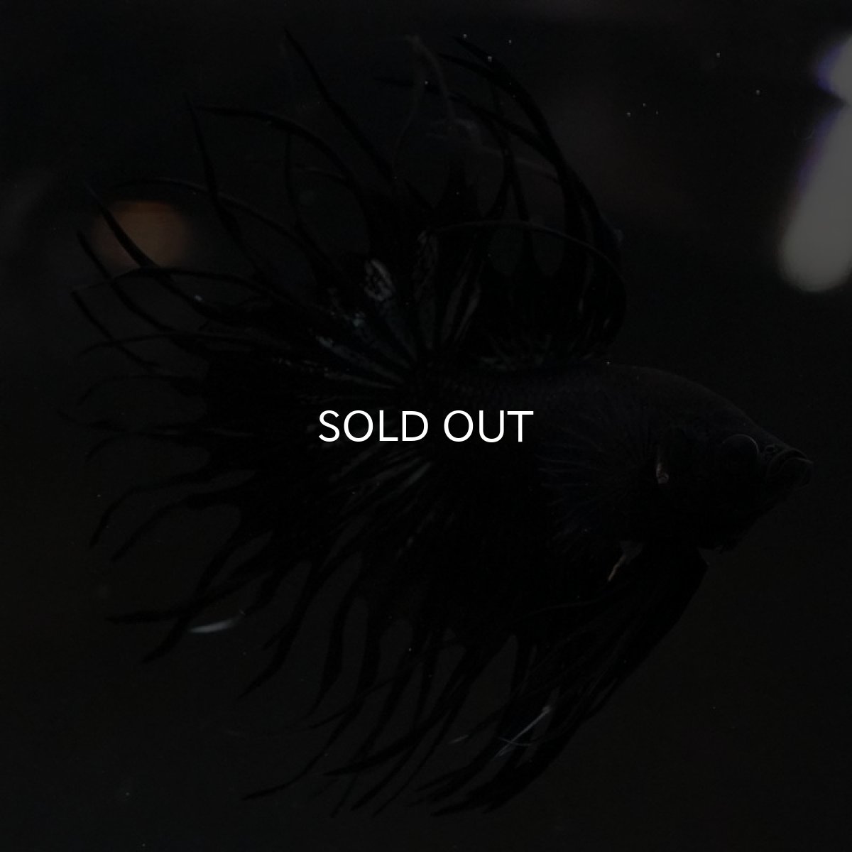 画像9: CT キングクラウン ブラックカッパー (9)