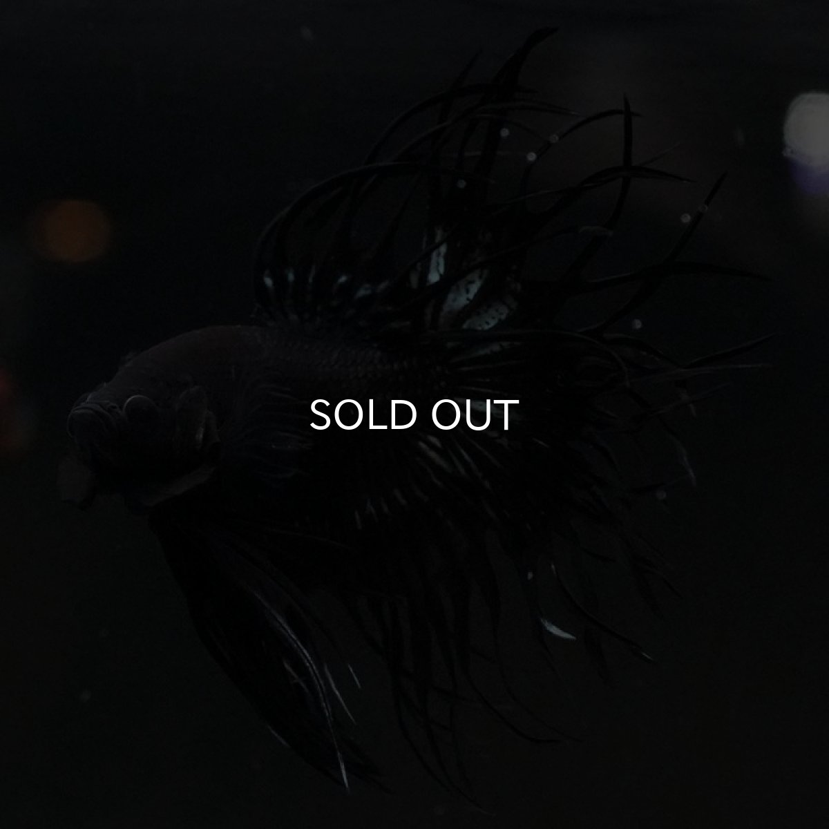 画像8: CT キングクラウン ブラックカッパー (8)