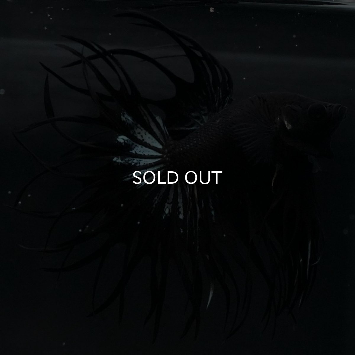 画像7: CT キングクラウン ブラックカッパー (7)