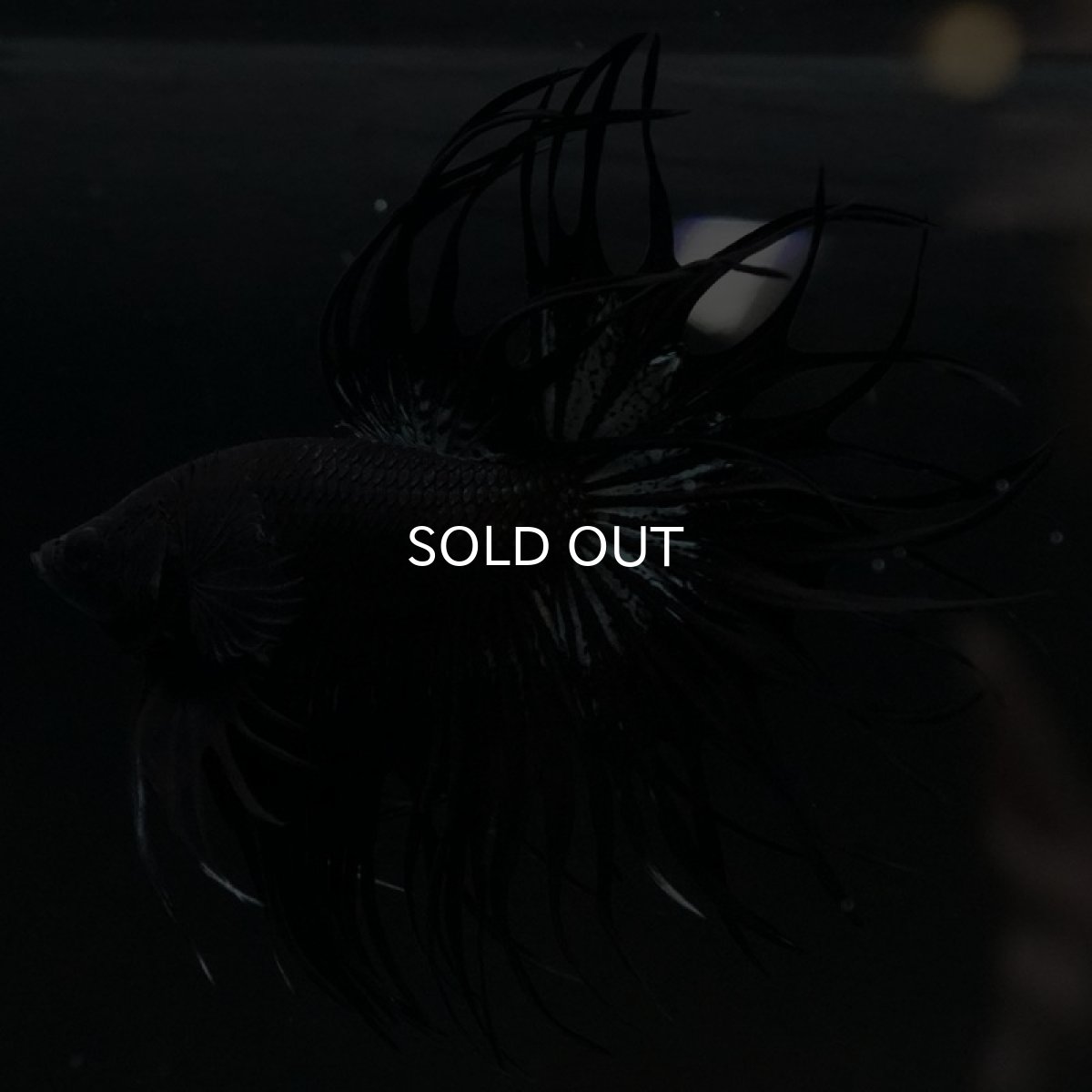 画像6: CT キングクラウン ブラックカッパー (6)