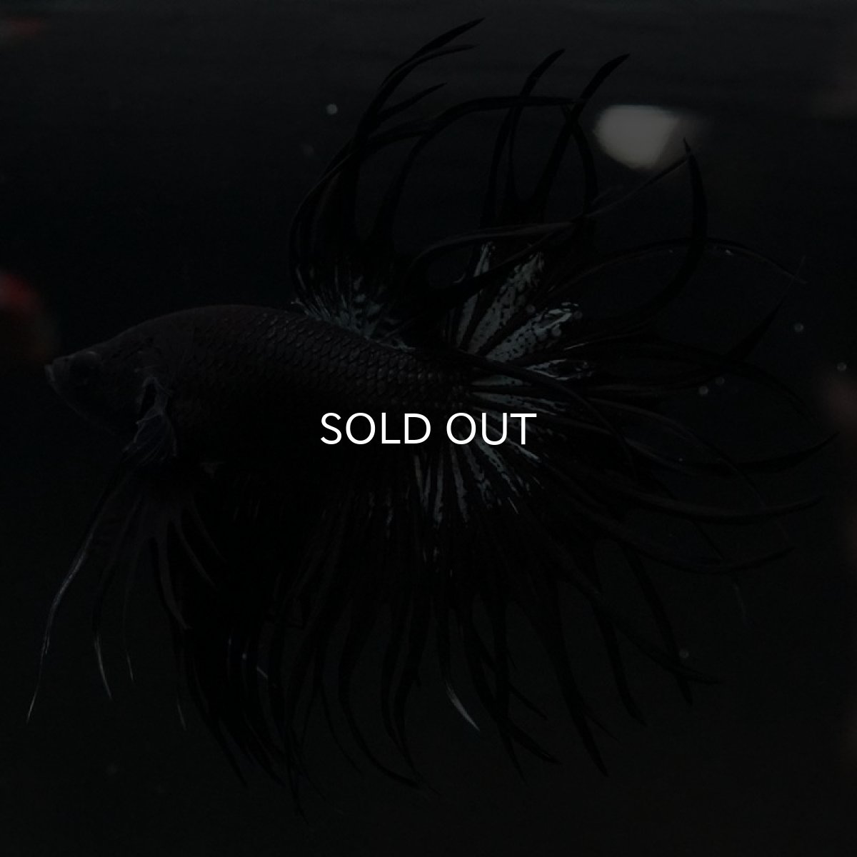 画像5: CT キングクラウン ブラックカッパー (5)