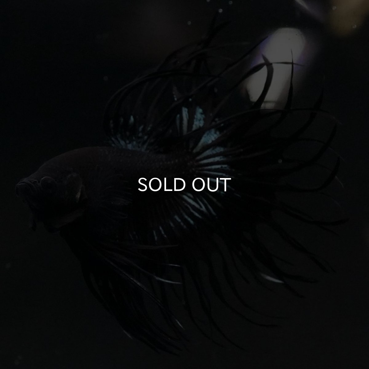 画像3: CT キングクラウン ブラックカッパー (3)