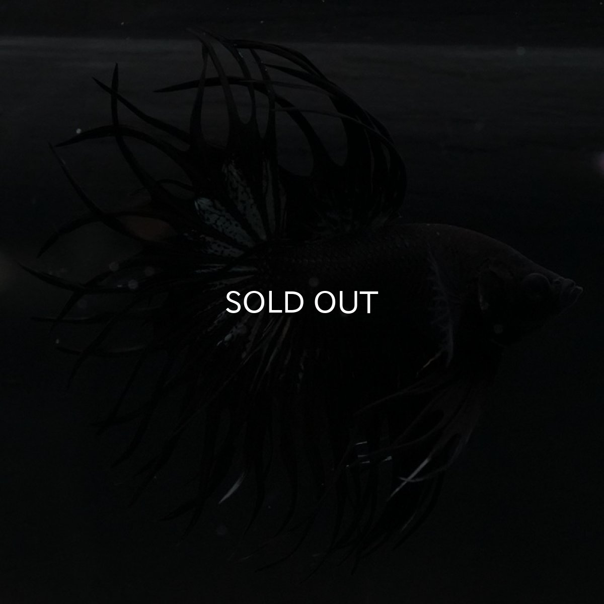 画像2: CT キングクラウン ブラックカッパー (2)