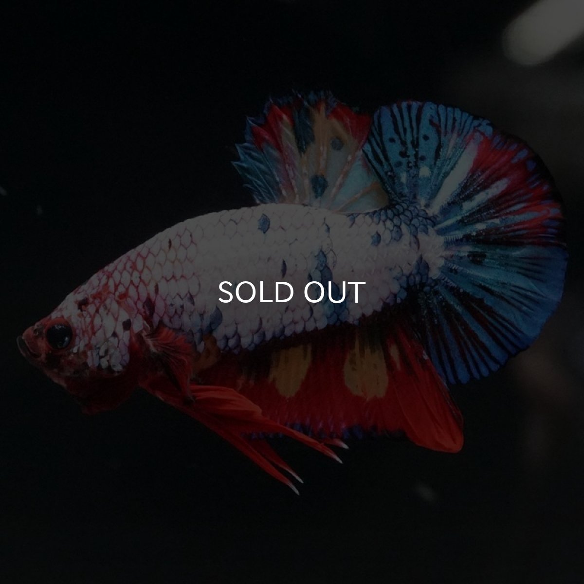 画像6: HMPK キャンディレインボー (6)