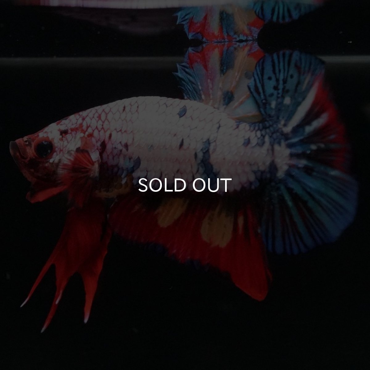 画像5: HMPK キャンディレインボー (5)