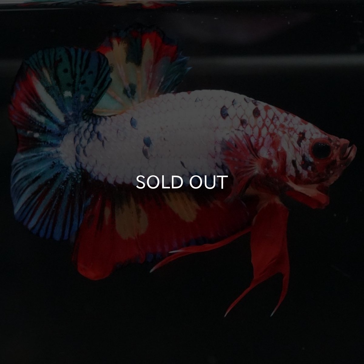 画像4: HMPK キャンディレインボー (4)