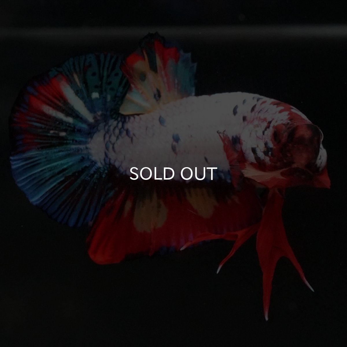 画像3: HMPK キャンディレインボー (3)