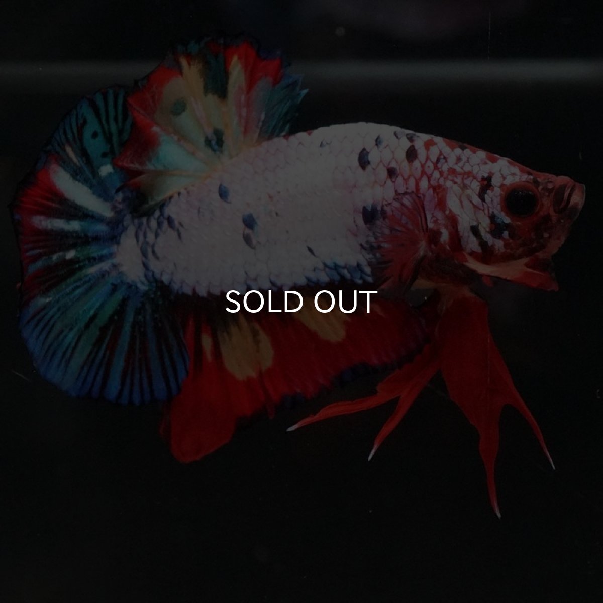 画像2: HMPK キャンディレインボー (2)