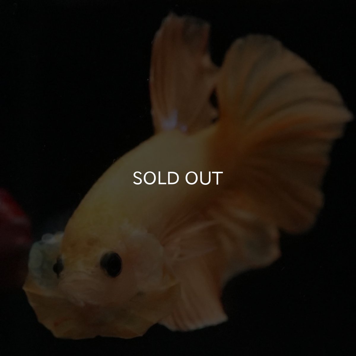 画像2: HMPK イエローファンシー (2)