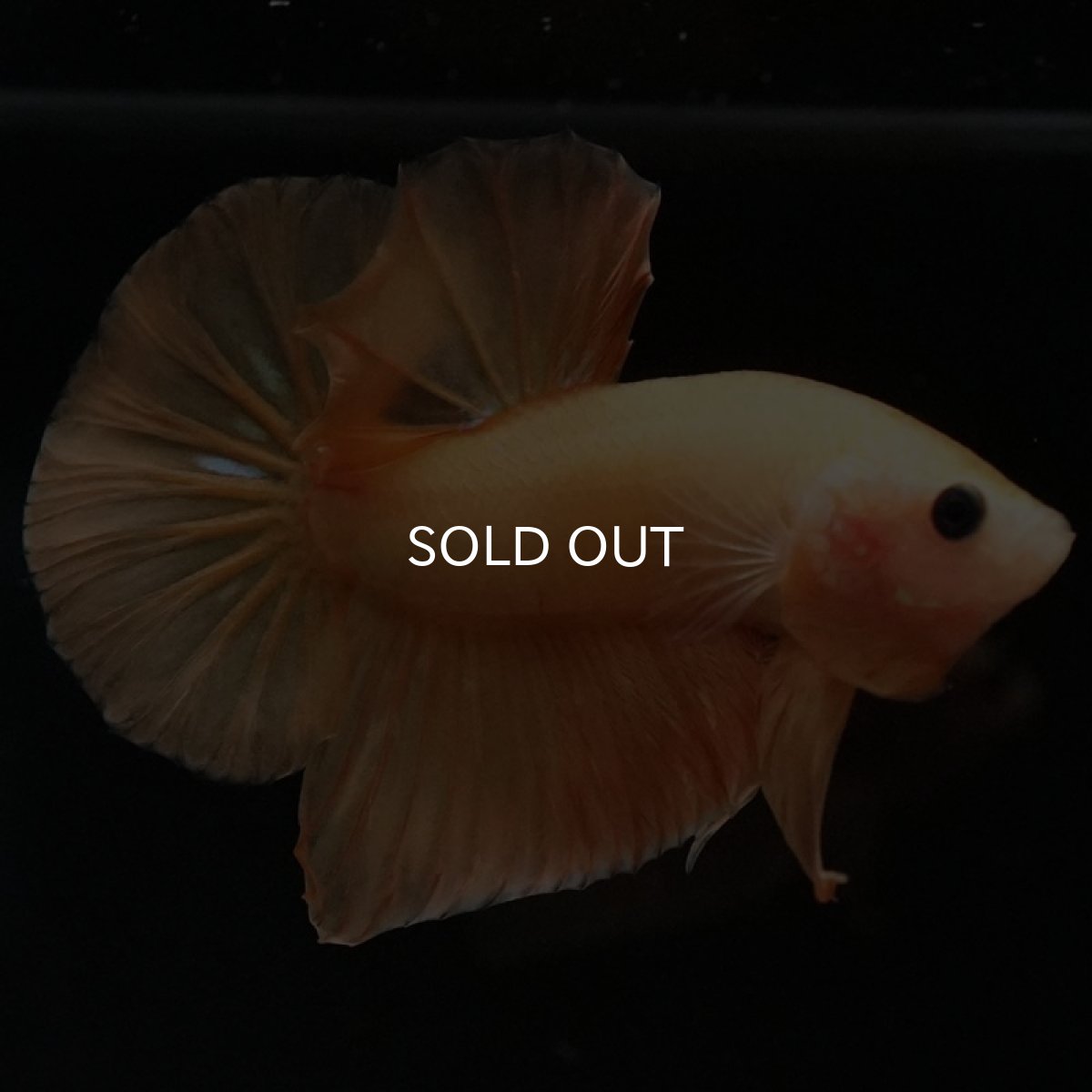 画像8: HMPK イエローファンシー (8)