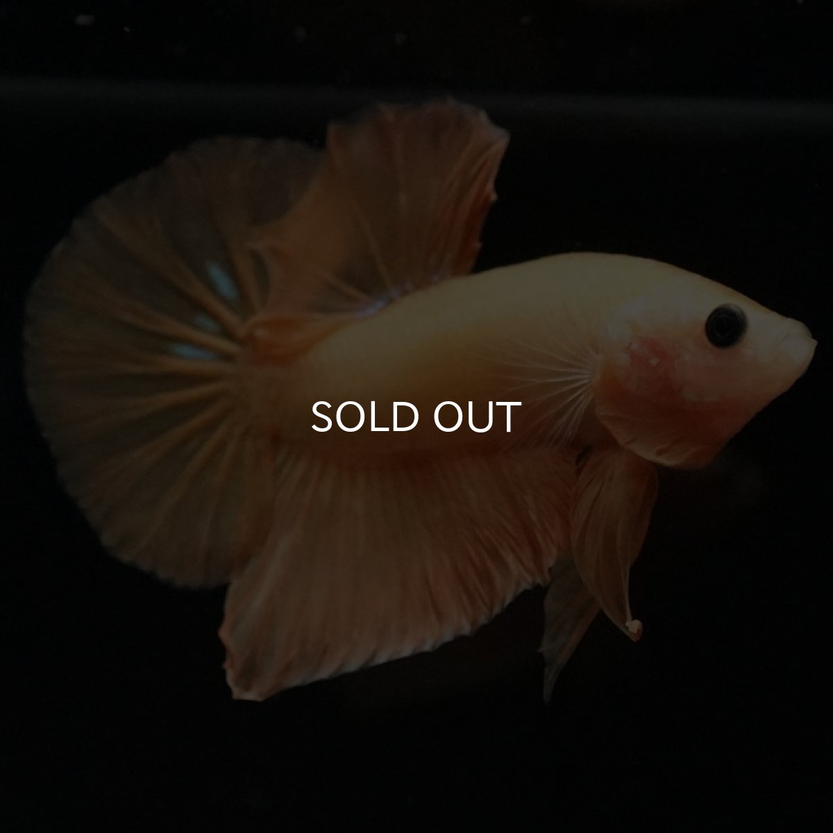 画像7: HMPK イエローファンシー (7)