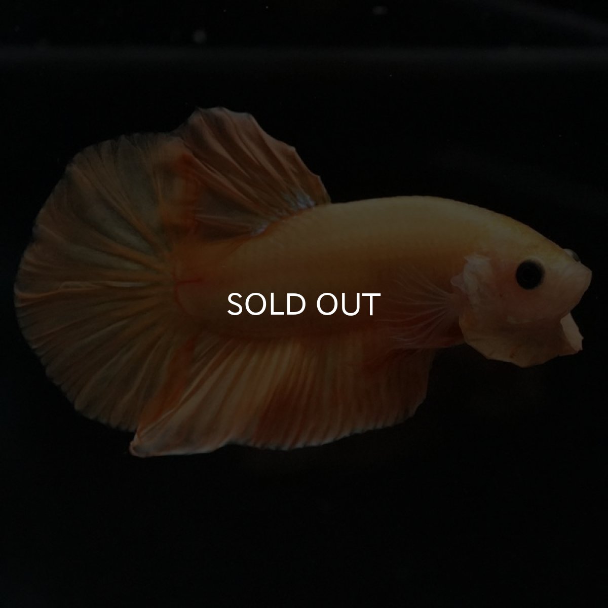 画像6: HMPK イエローファンシー (6)