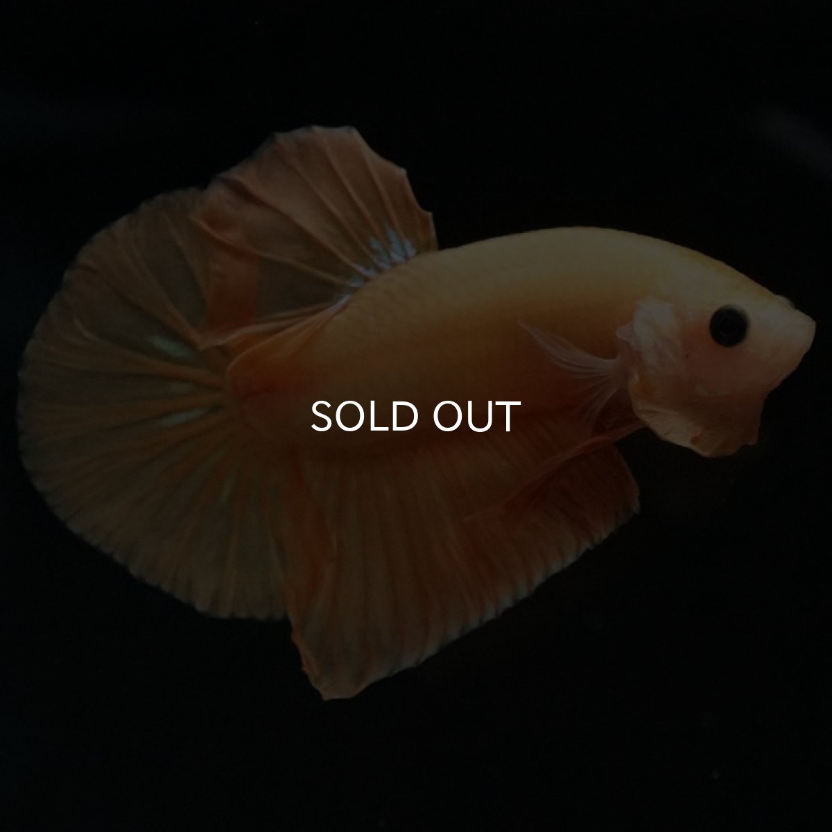 画像5: HMPK イエローファンシー (5)