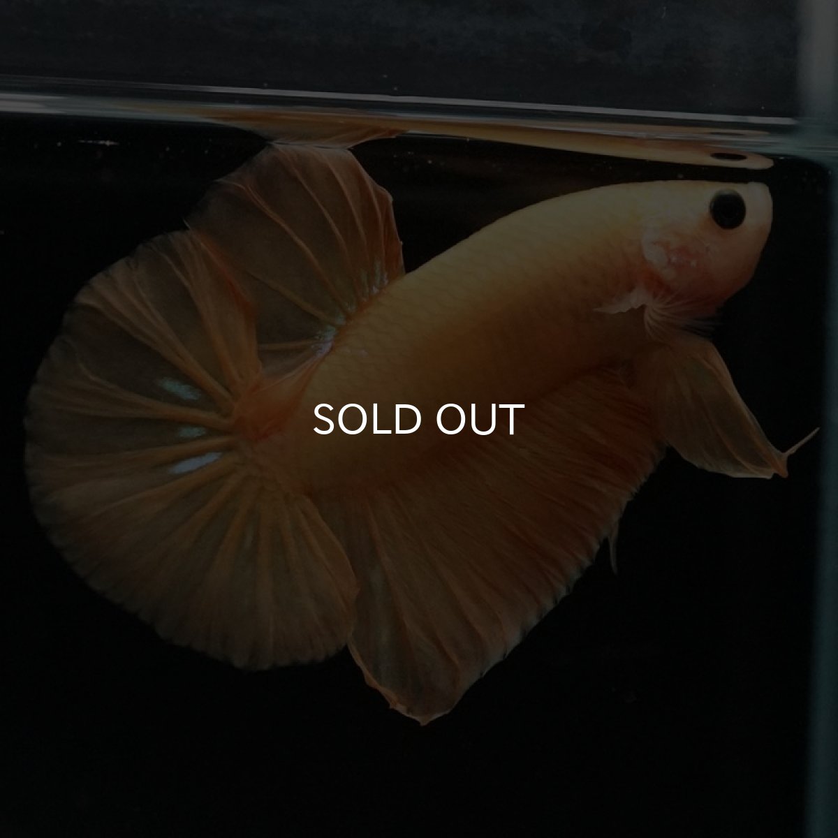 画像4: HMPK イエローファンシー (4)