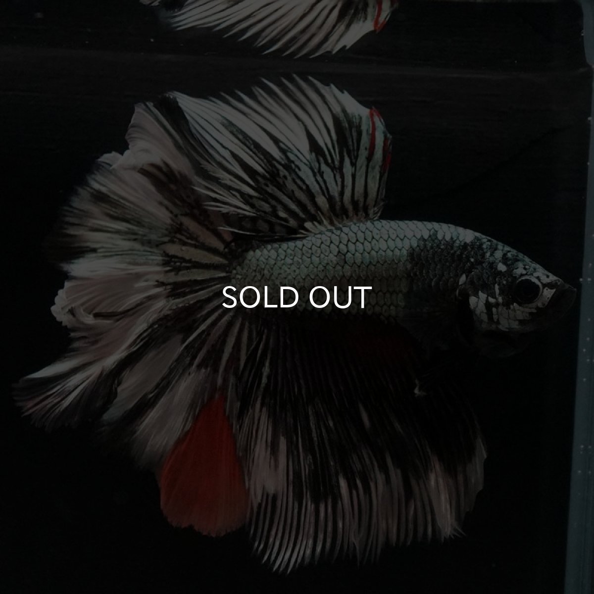 画像10: HM　キャンディカッパー　ローズテール (10)