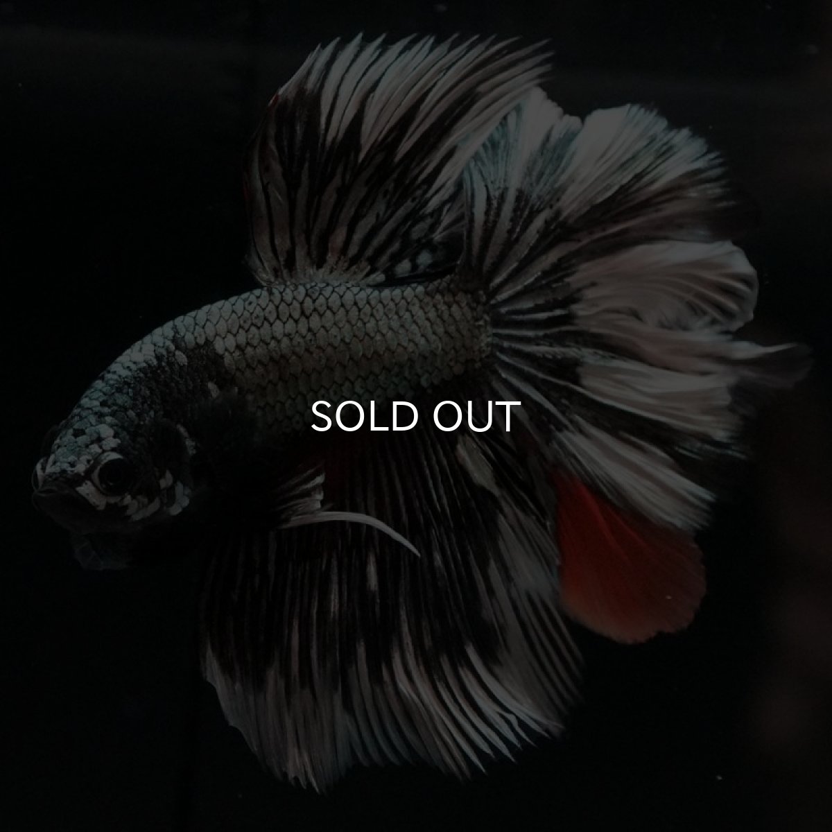 画像9: HM　キャンディカッパー　ローズテール (9)