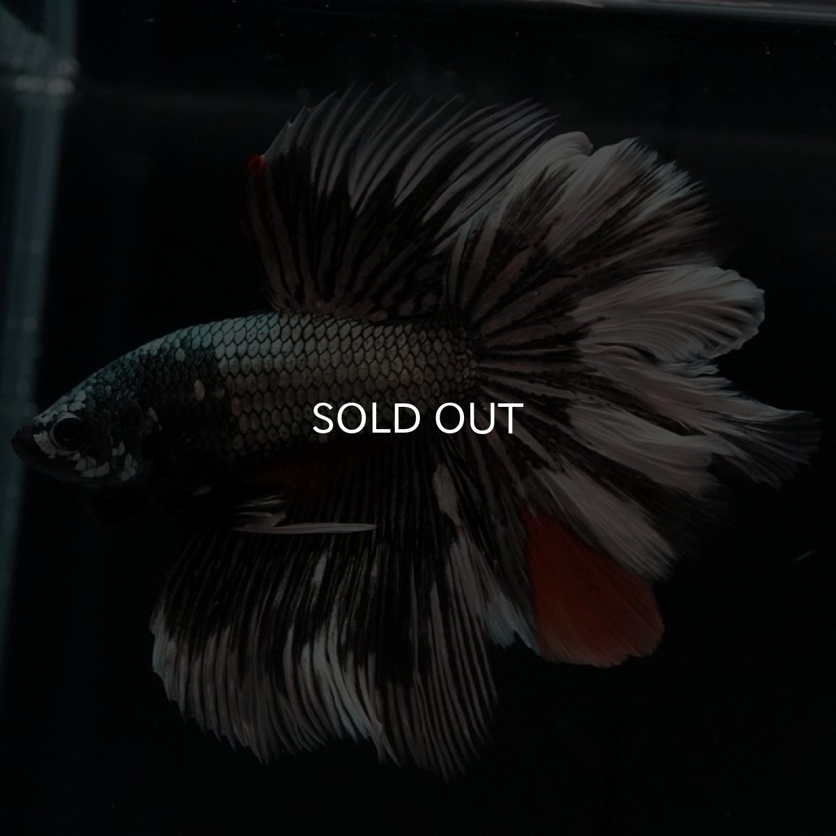 画像8: HM　キャンディカッパー　ローズテール (8)