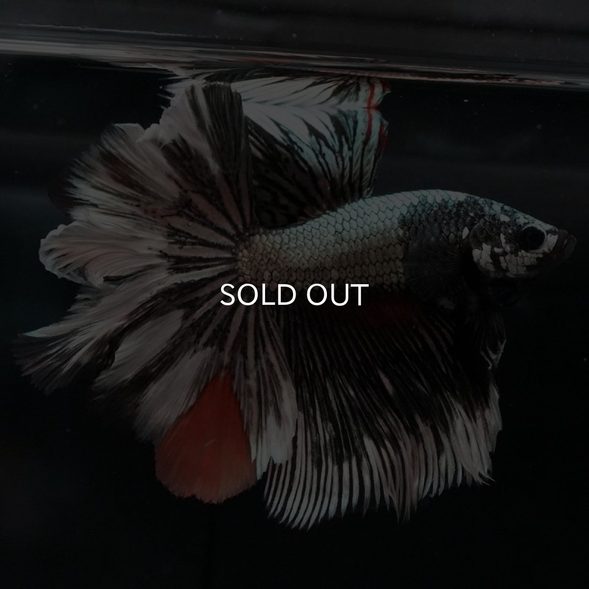 画像7: HM　キャンディカッパー　ローズテール (7)