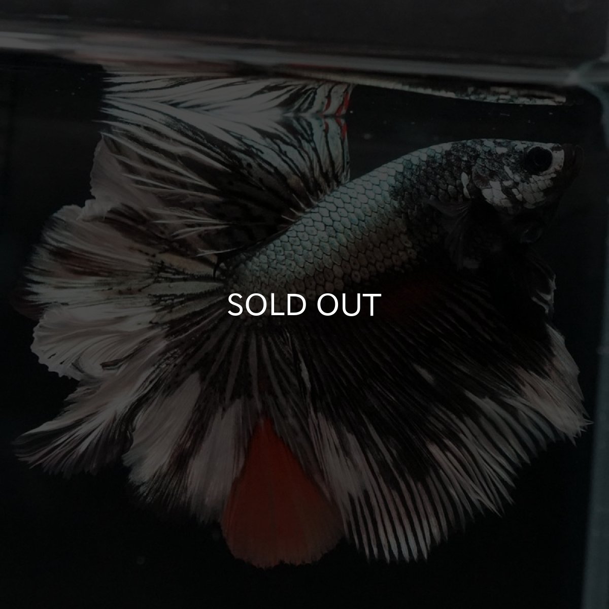 画像5: HM　キャンディカッパー　ローズテール (5)