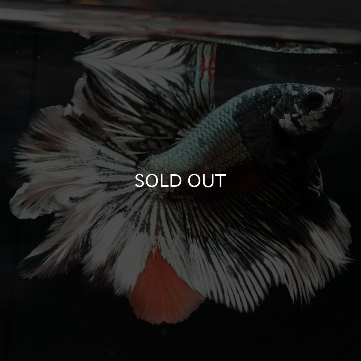 画像4: HM　キャンディカッパー　ローズテール (4)