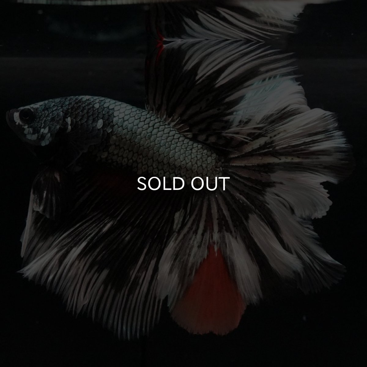 画像3: HM　キャンディカッパー　ローズテール (3)