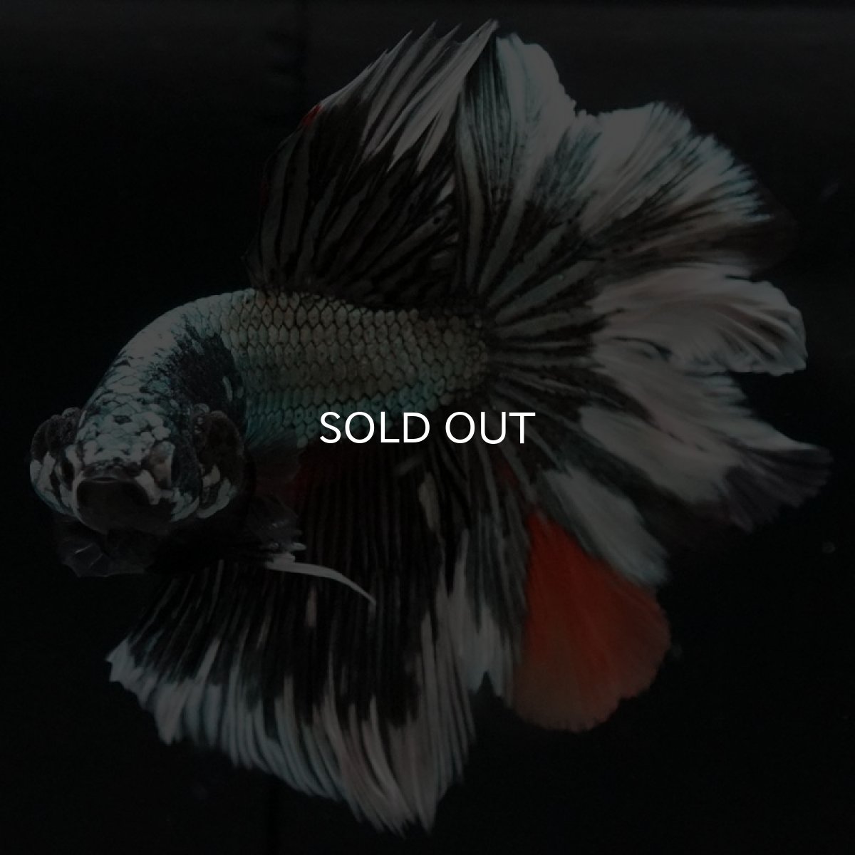 画像2: HM　キャンディカッパー　ローズテール (2)