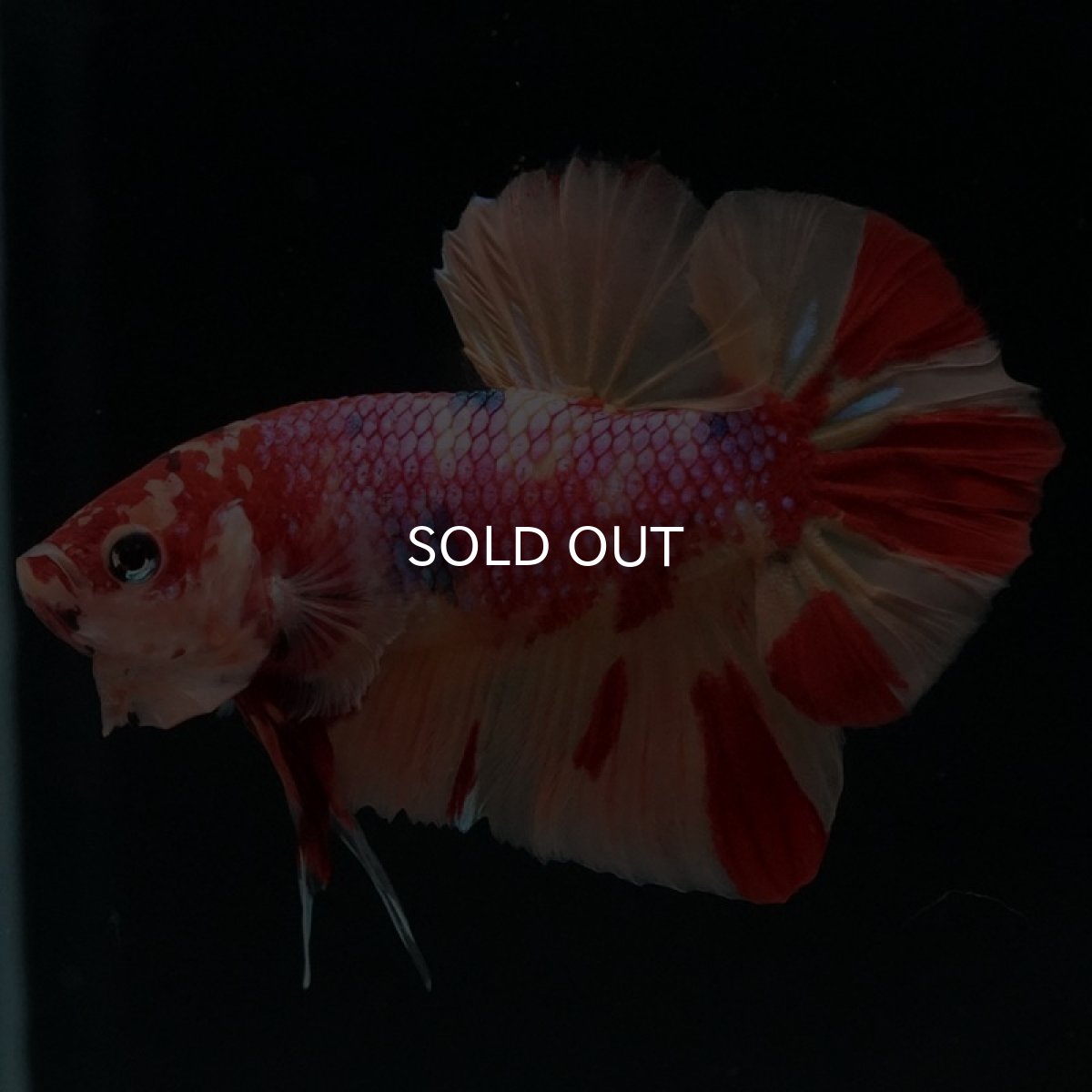 画像2: HMPK　キャンディギャラクシー (2)