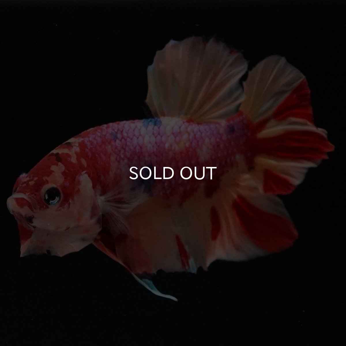 画像5: HMPK　キャンディギャラクシー (5)