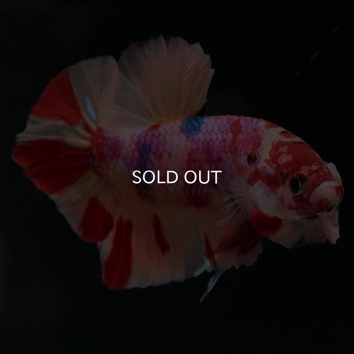 画像4: HMPK　キャンディギャラクシー (4)