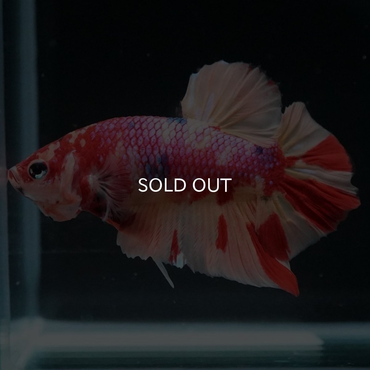 画像3: HMPK　キャンディギャラクシー (3)