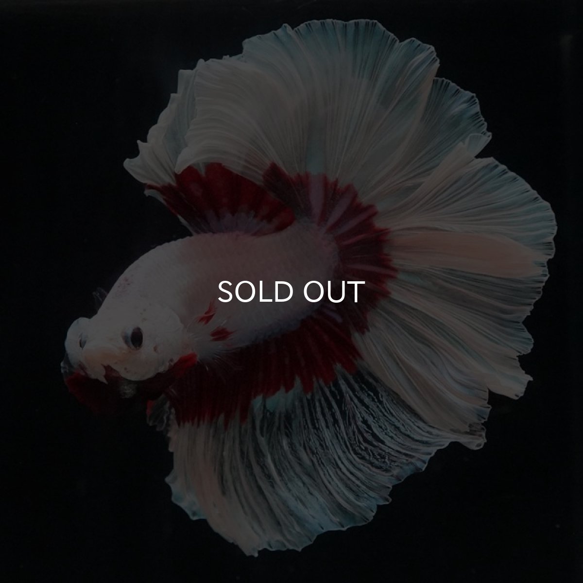 画像7: HM ラベンダーバタフライ ローズテール (7)