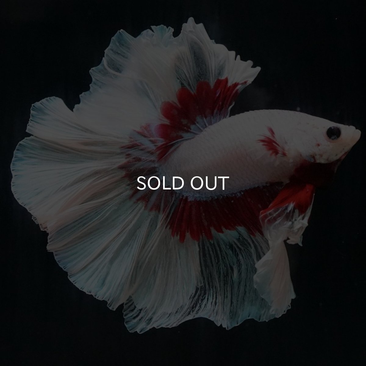 画像4: HM ラベンダーバタフライ ローズテール (4)