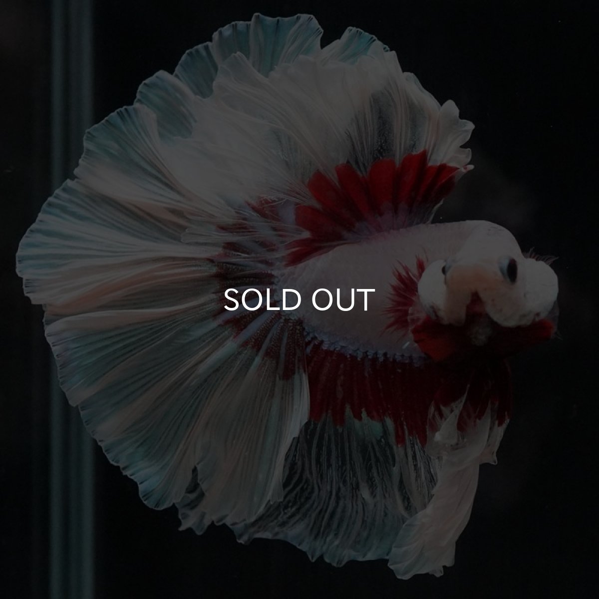 画像2: HM ラベンダーバタフライ ローズテール (2)