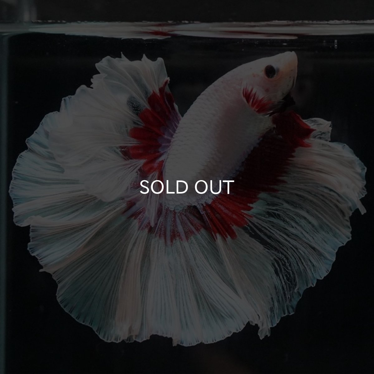 画像6: HM ラベンダーバタフライ ローズテール (6)