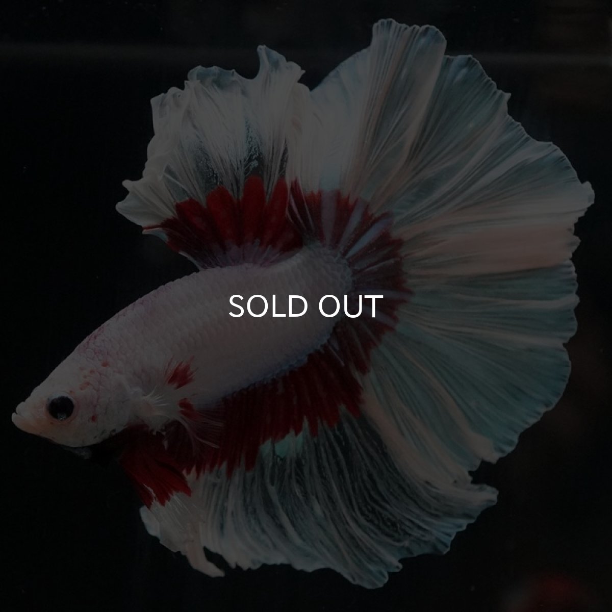 画像5: HM ラベンダーバタフライ ローズテール (5)