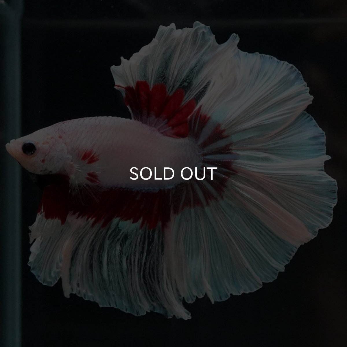 画像3: HM ラベンダーバタフライ ローズテール (3)