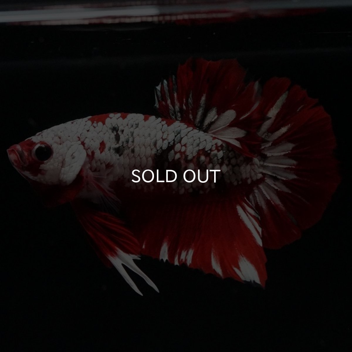 画像6: HMPK レッドカッパーギャラクシー (6)