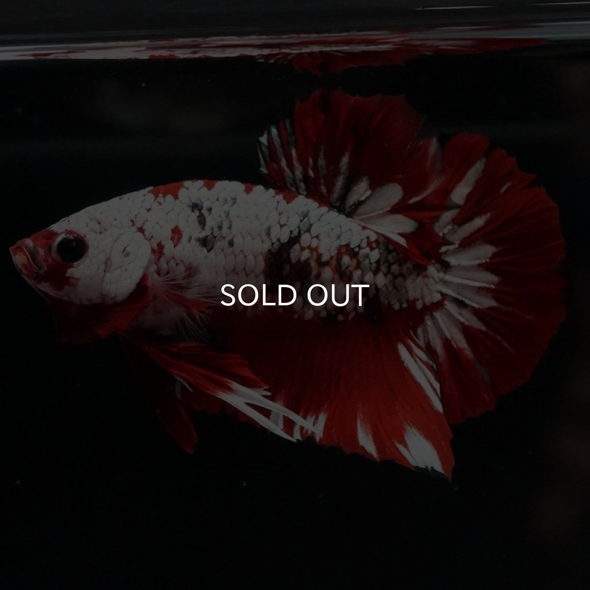 画像2: HMPK レッドカッパーギャラクシー (2)