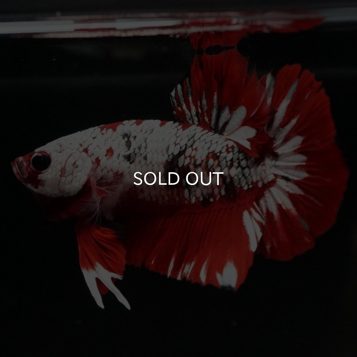 画像4: HMPK レッドカッパーギャラクシー (4)