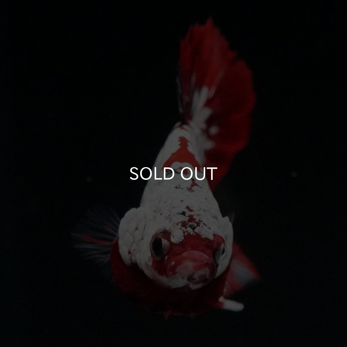 画像7: HMPK レッドカッパーギャラクシー (7)