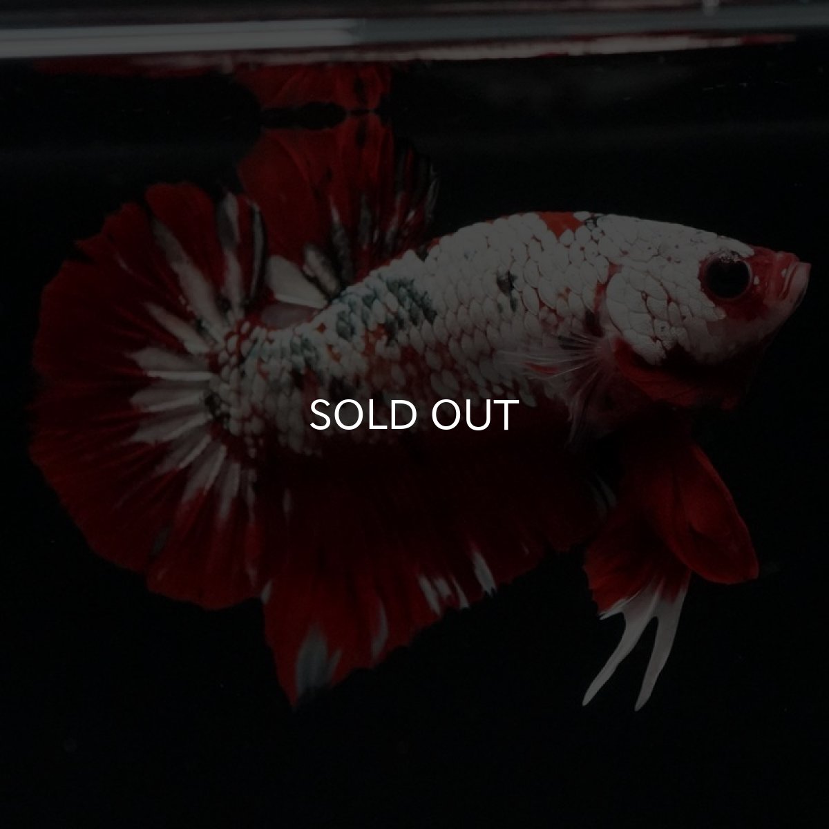 画像5: HMPK レッドカッパーギャラクシー (5)