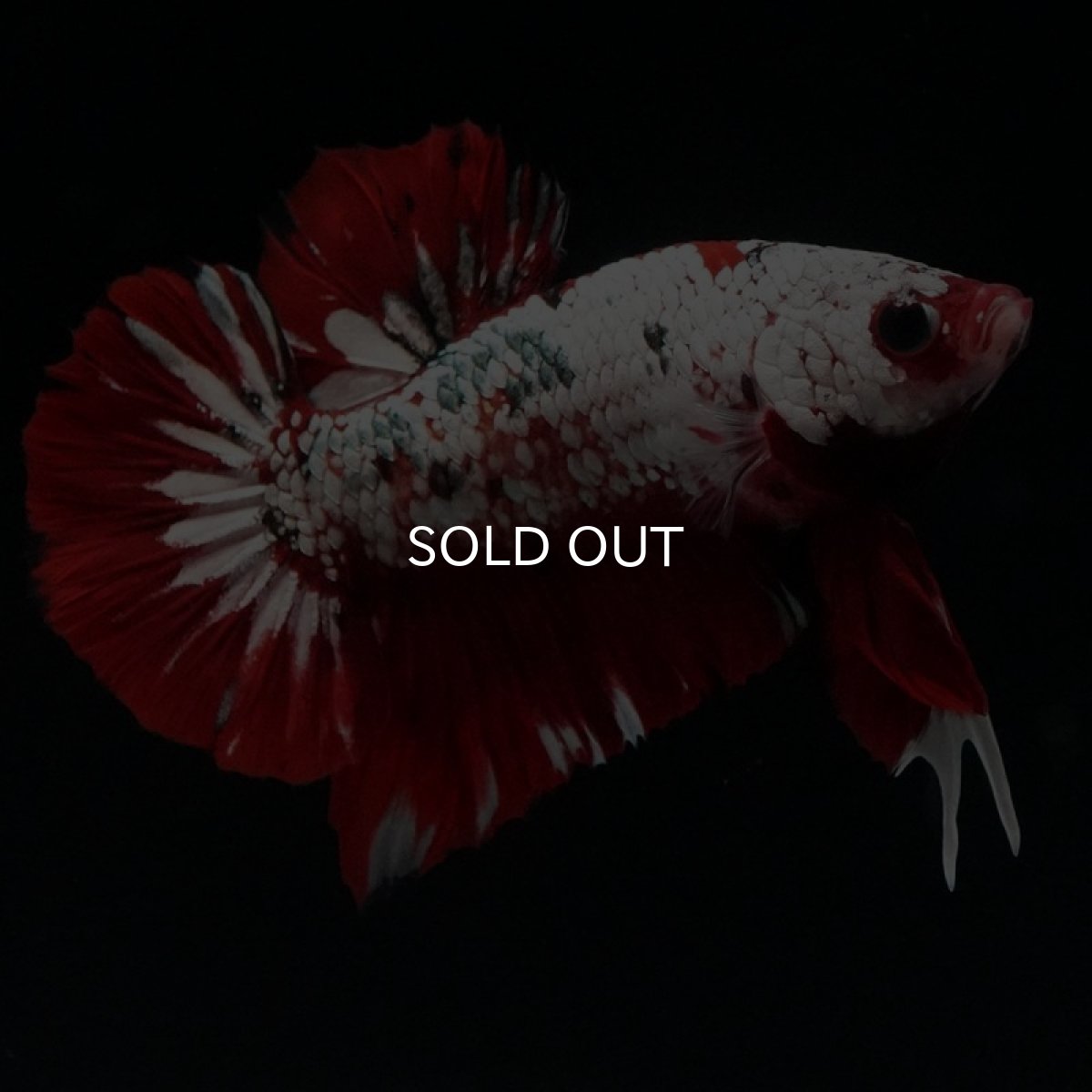 画像3: HMPK レッドカッパーギャラクシー (3)