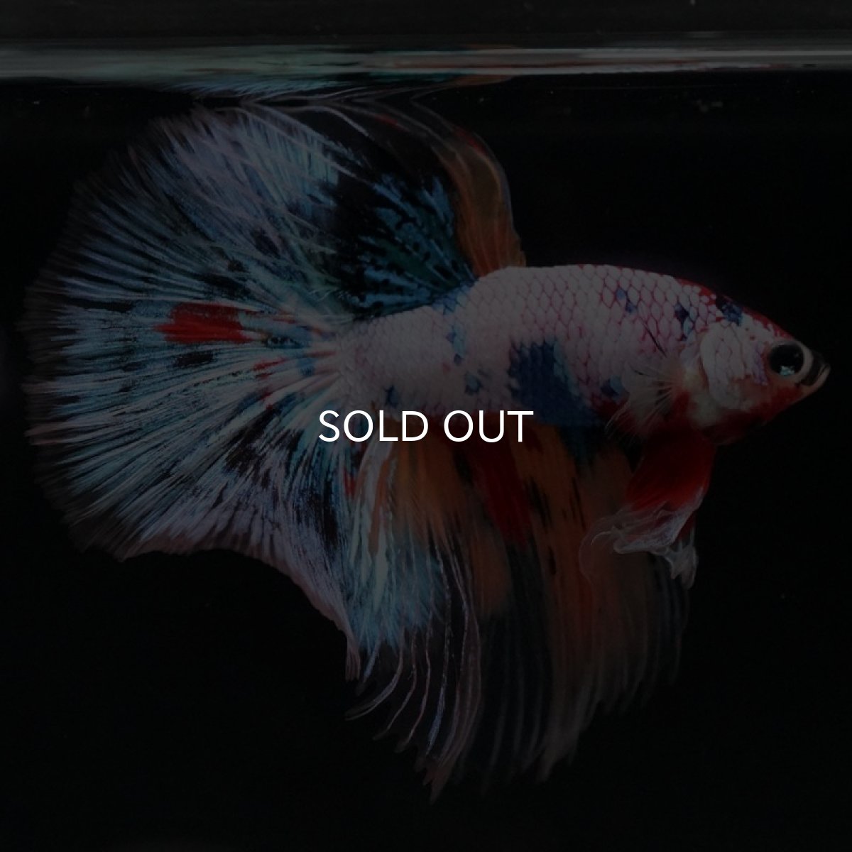 画像6: HM　キャンディレインボー　クリアフィン (6)