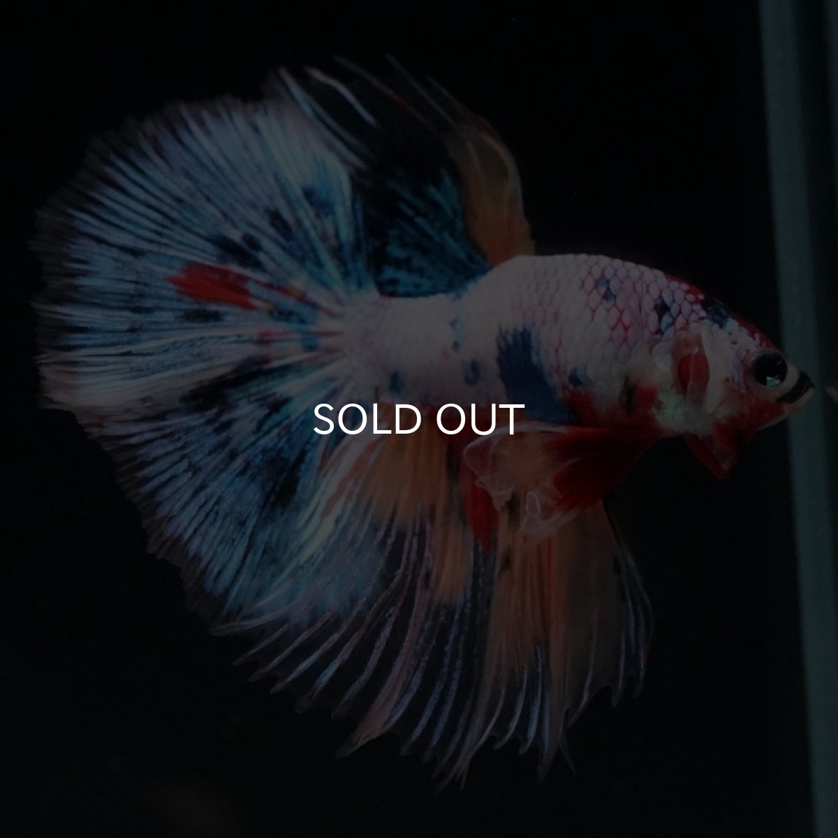 画像3: HM　キャンディレインボー　クリアフィン (3)