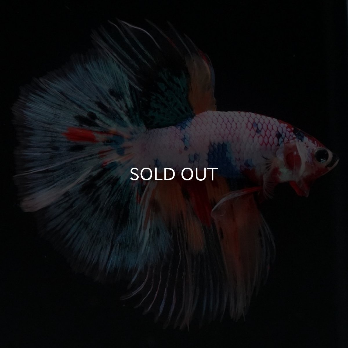 画像5: HM　キャンディレインボー　クリアフィン (5)