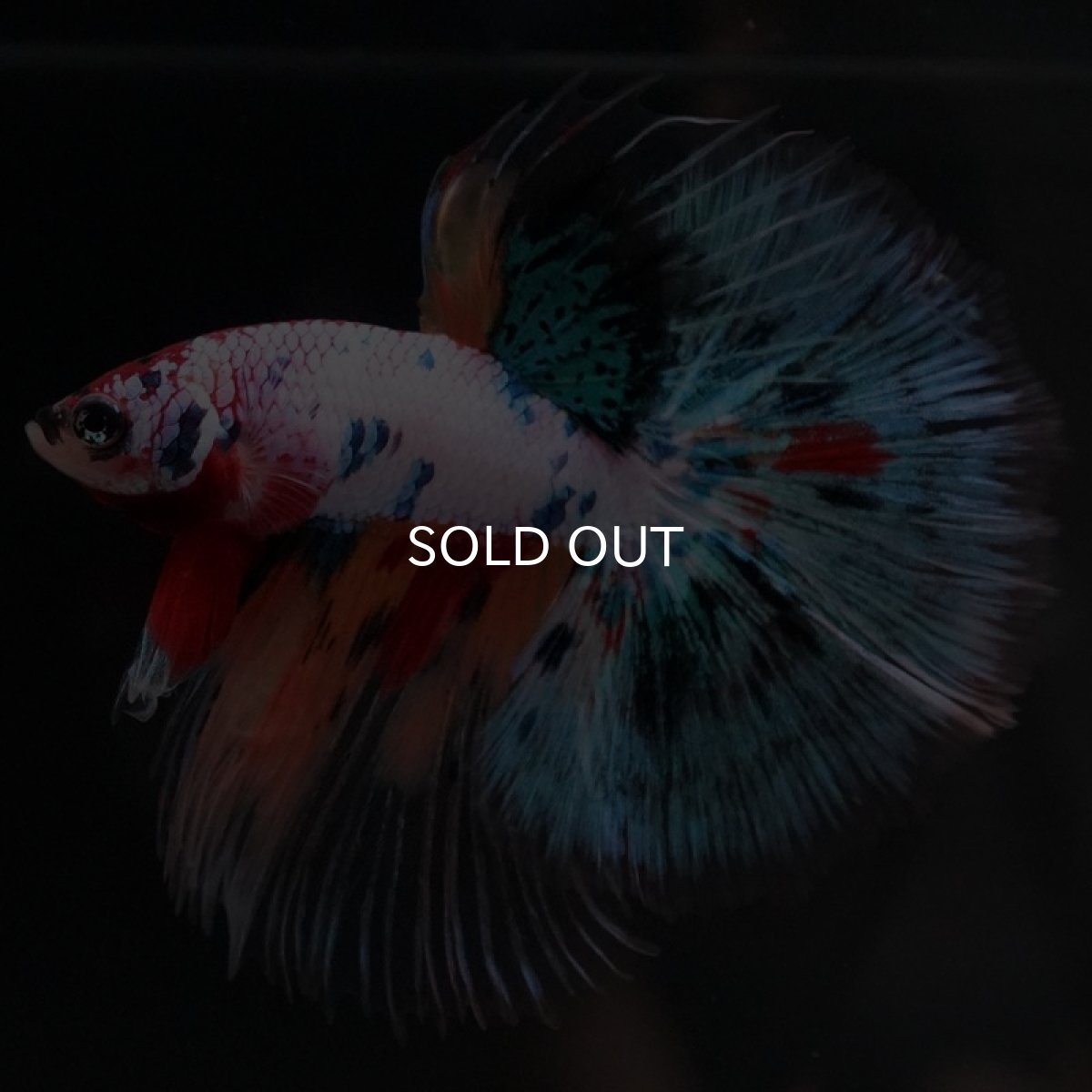 画像2: HM　キャンディレインボー　クリアフィン (2)