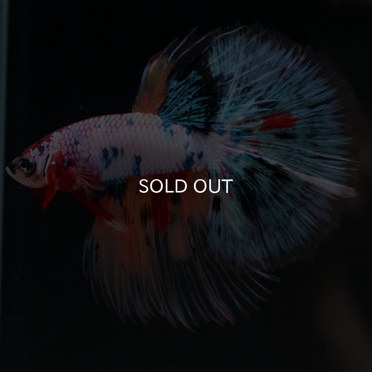 画像4: HM　キャンディレインボー　クリアフィン (4)